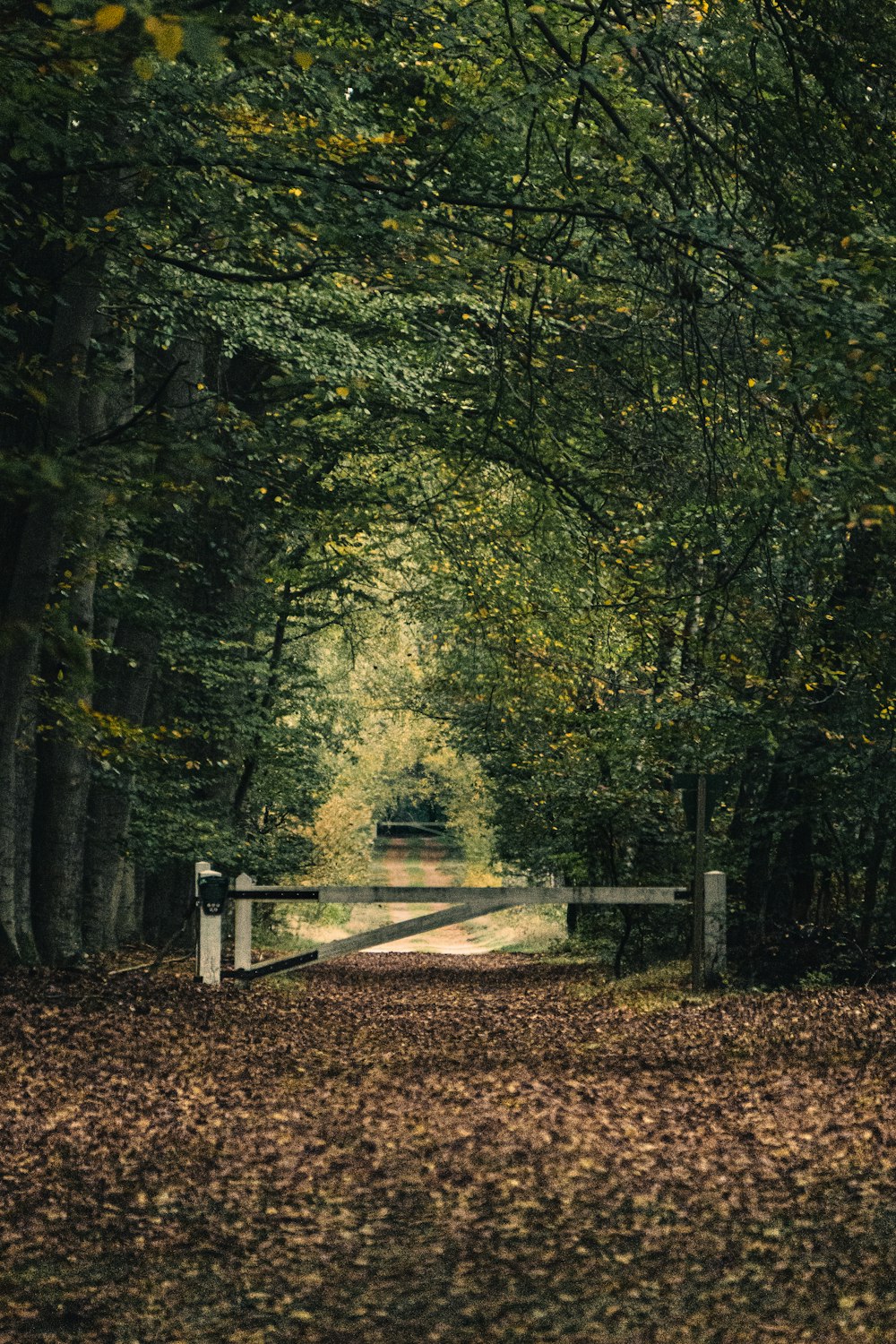 a path through a forest