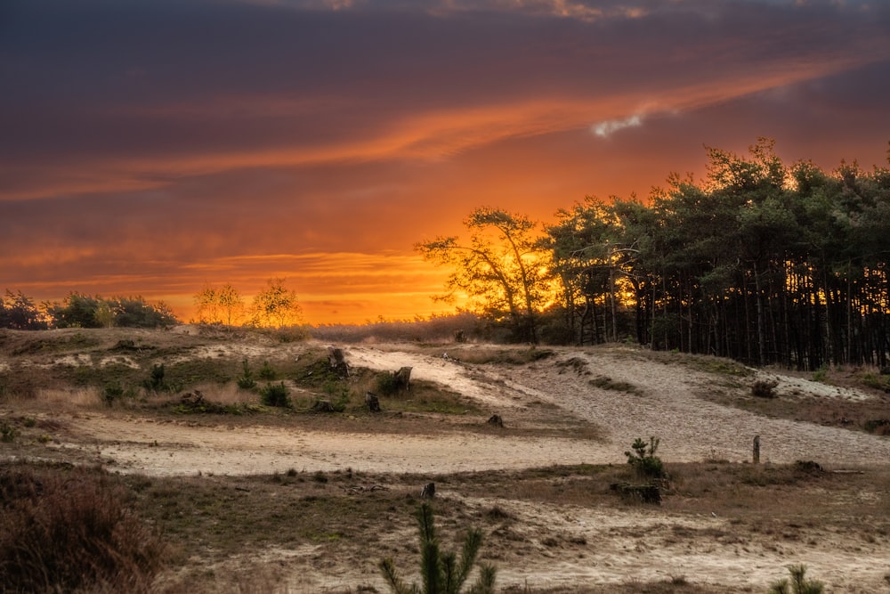 a landscape with trees and a sunset