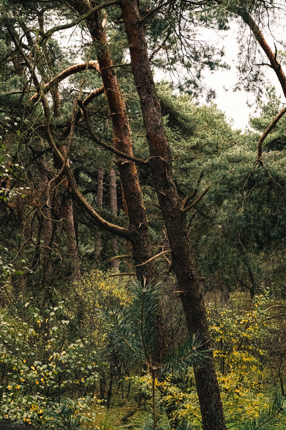 a tree with many branches