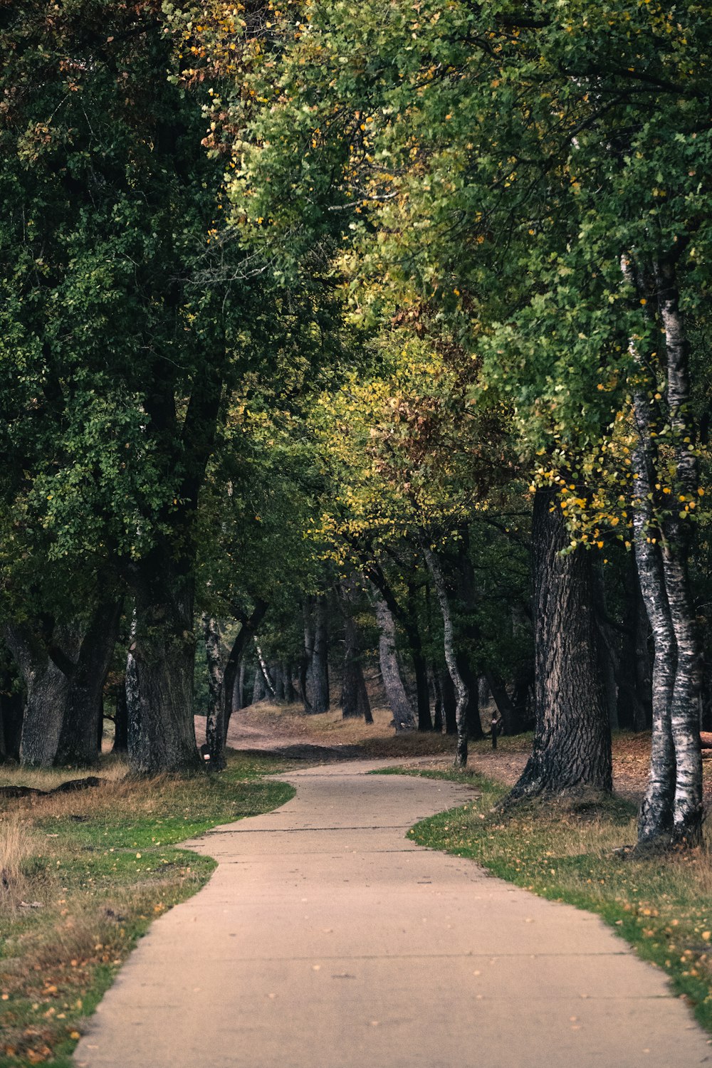 a dirt road surrounded by trees