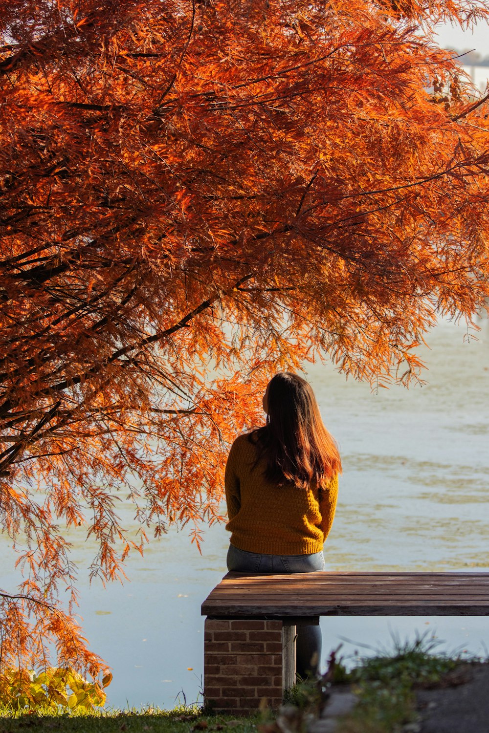 uma pessoa sentada em um banco olhando para uma árvore com folhas alaranjadas
