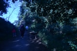 A group of people walking along a shaded forest path, surrounded by dense trees and greenery. A dog is seen on the path, exploring the environment.