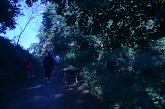 A group of socialized dogs exploring a wooded path together under gentle sunlight.