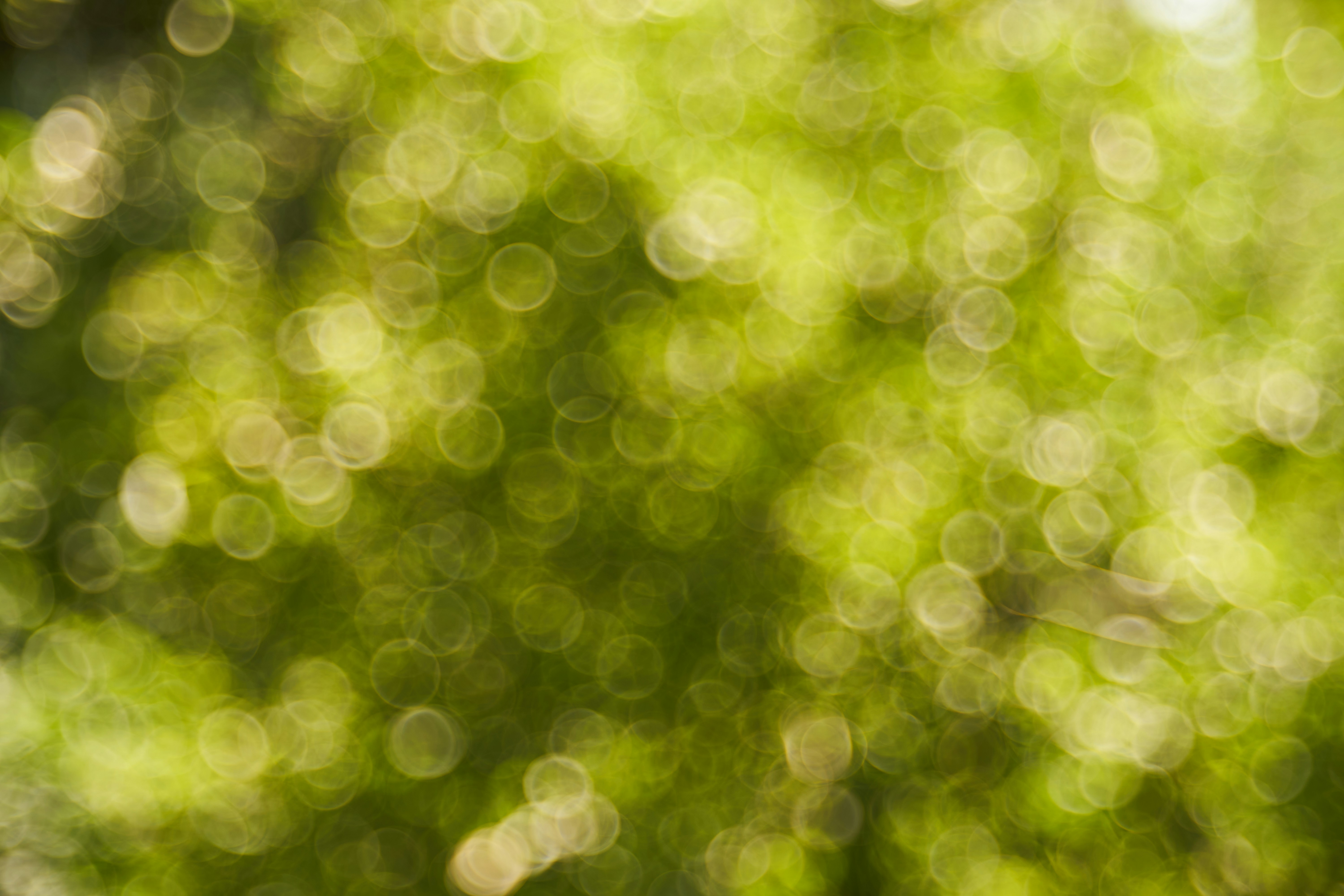 Photo by wolfgang_hasselmann