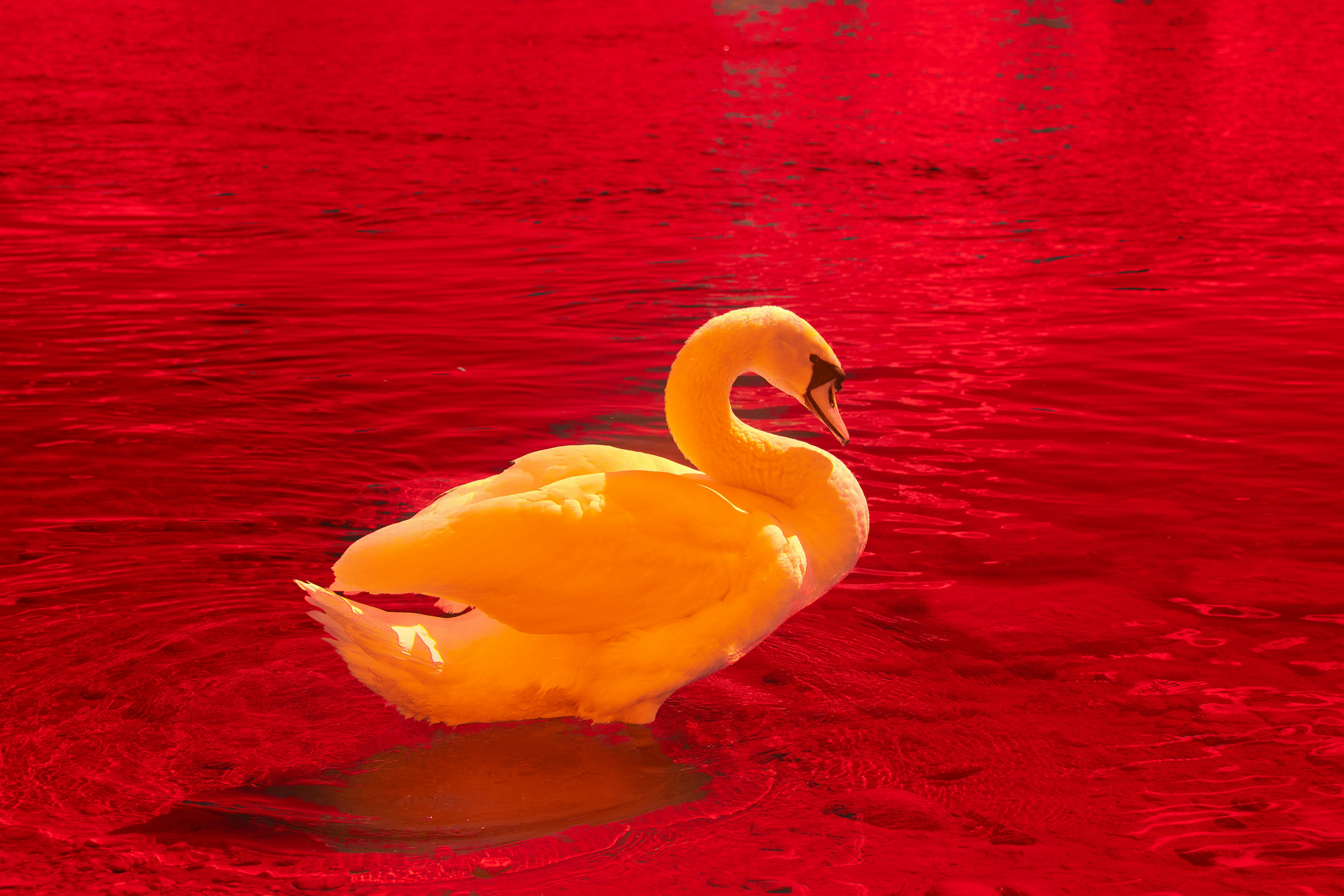 Photo by wolfgang_hasselmann