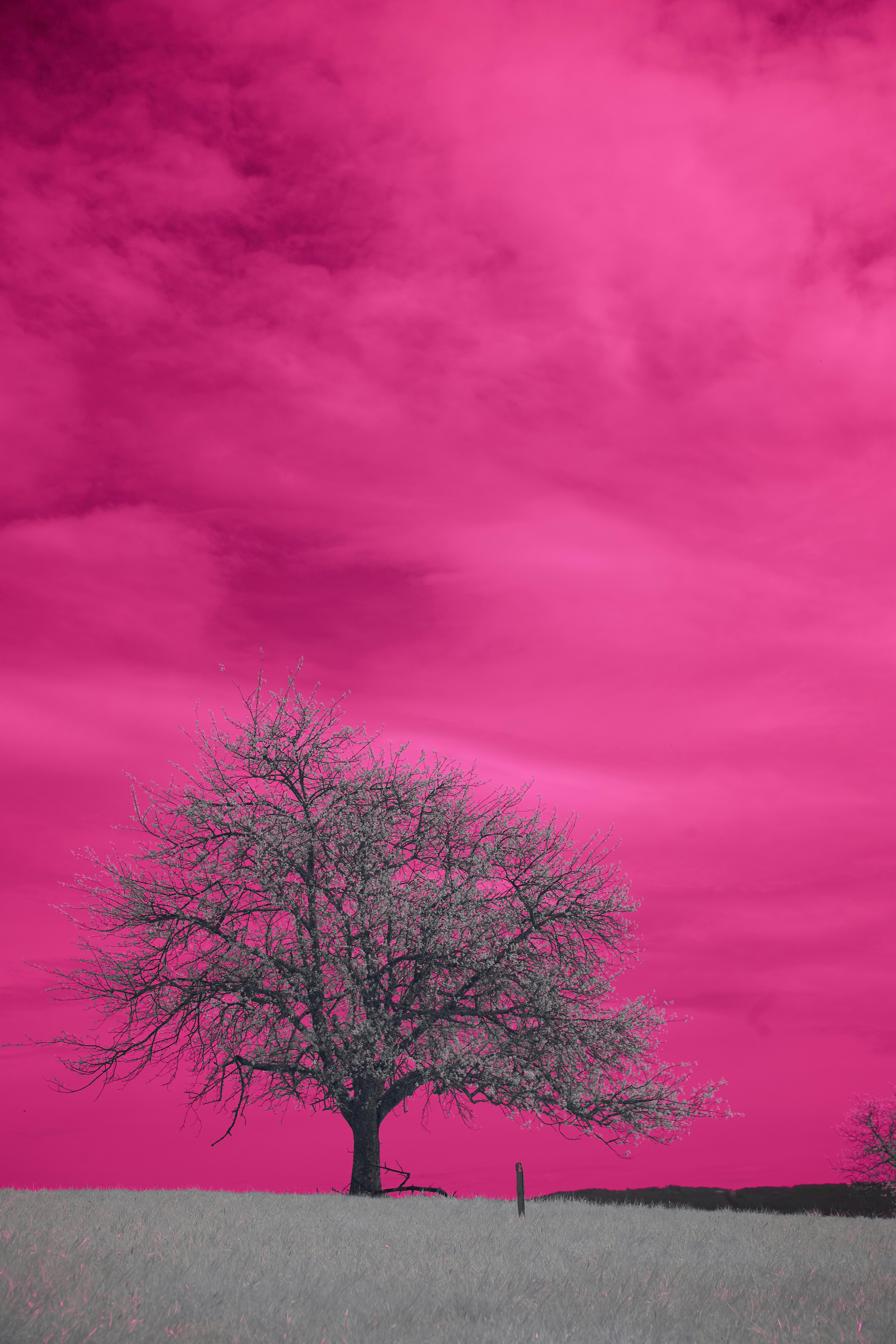 Photo by wolfgang_hasselmann