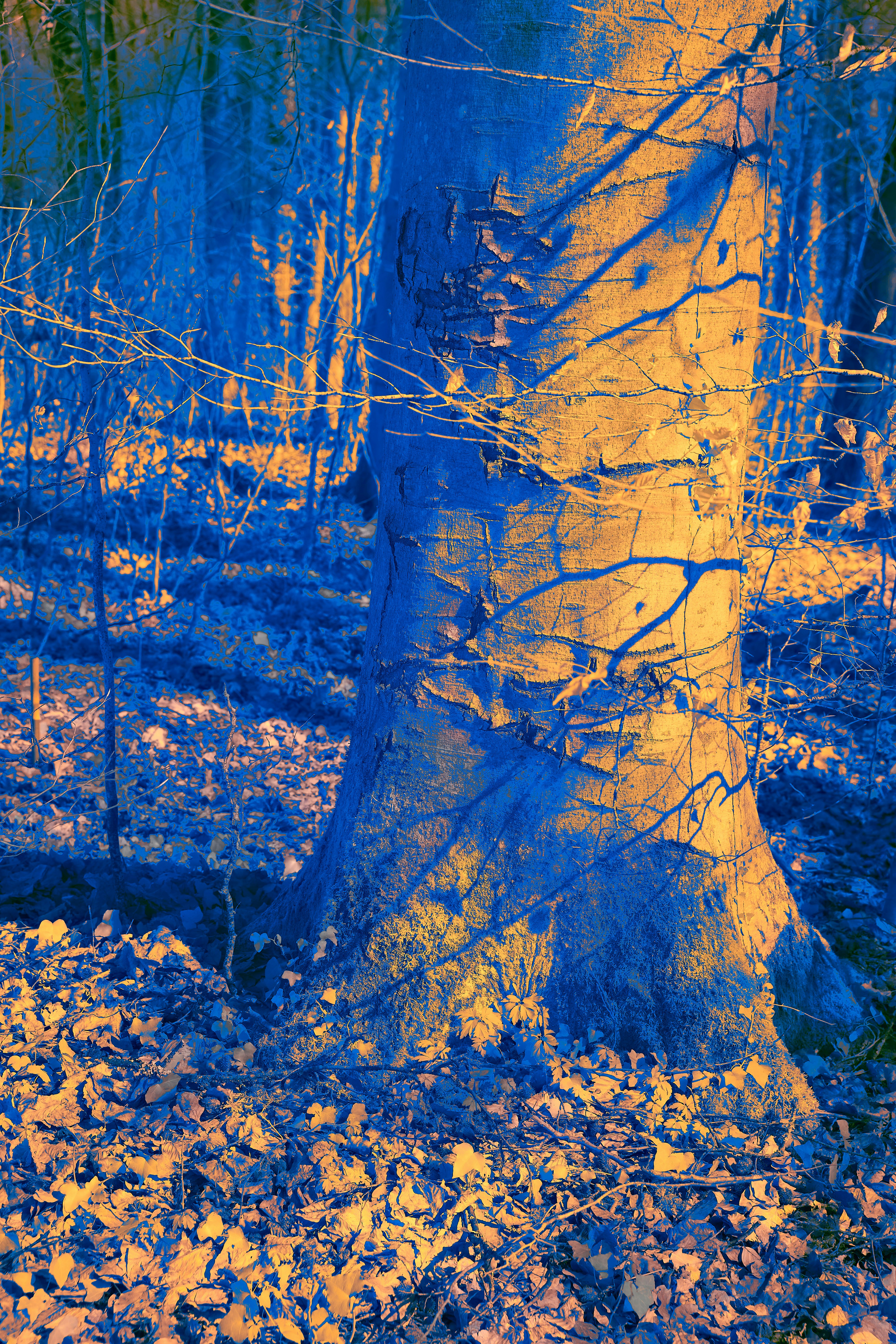 Photo by wolfgang_hasselmann