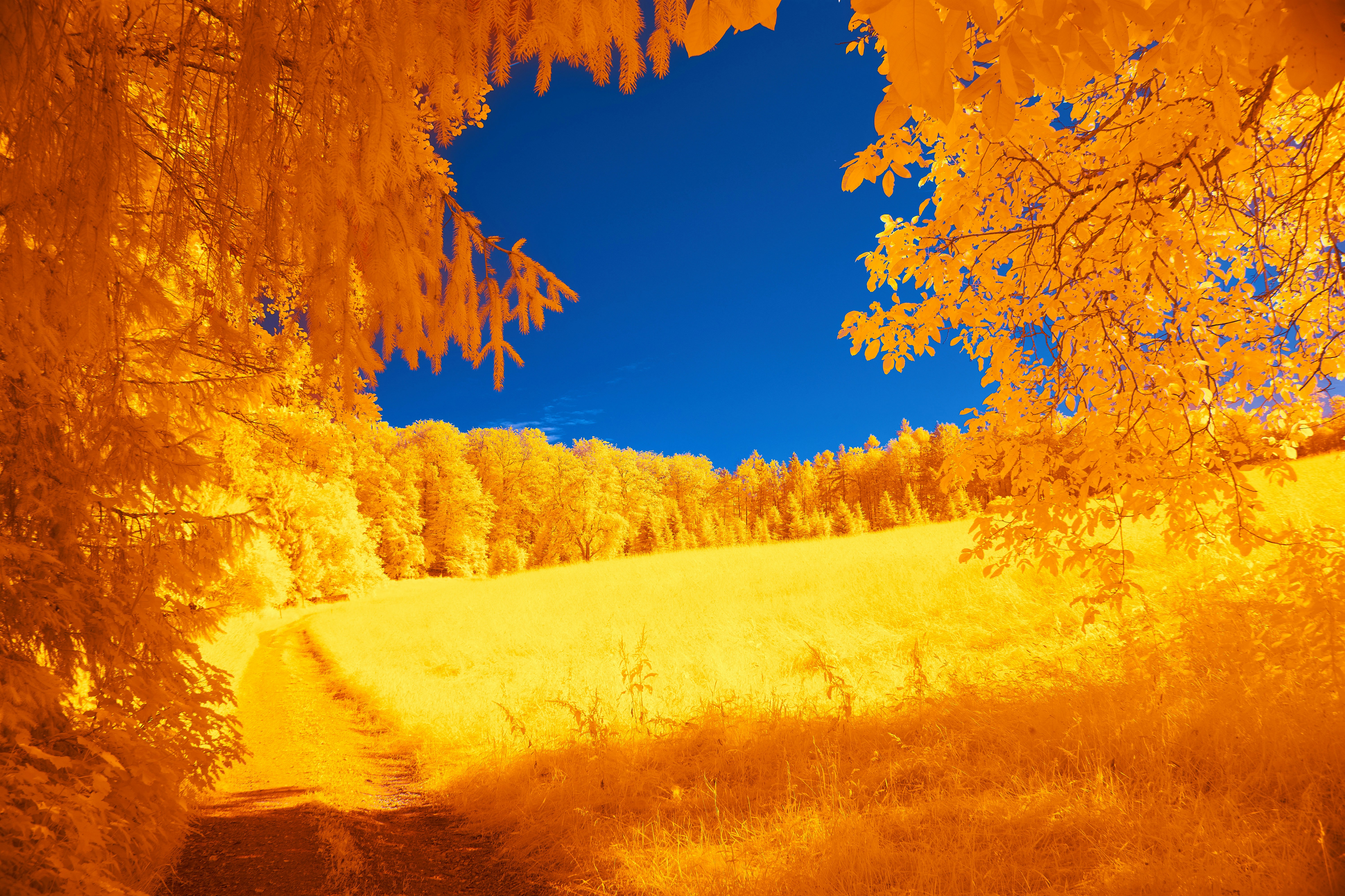 Photo by wolfgang_hasselmann