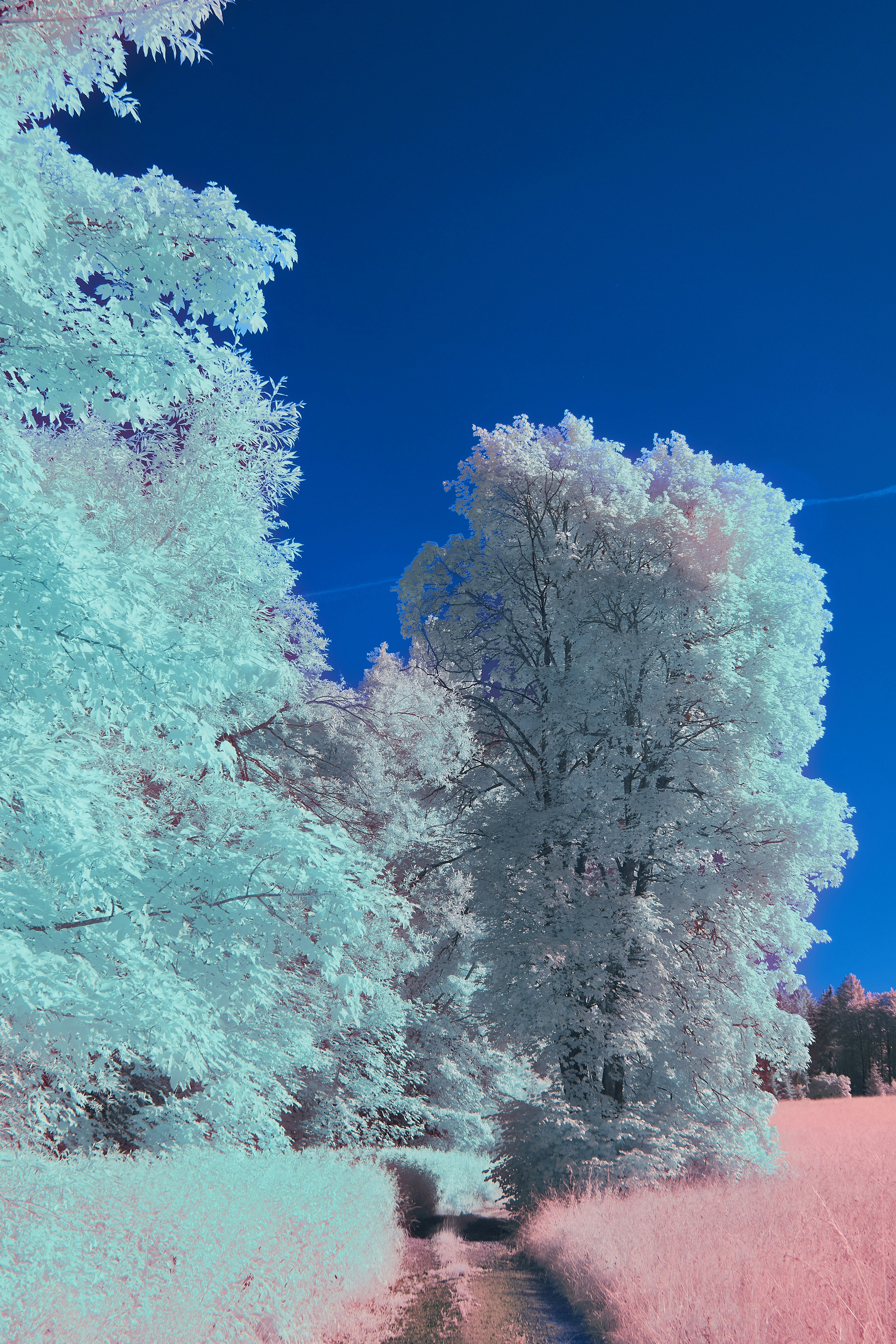 Photo by wolfgang_hasselmann