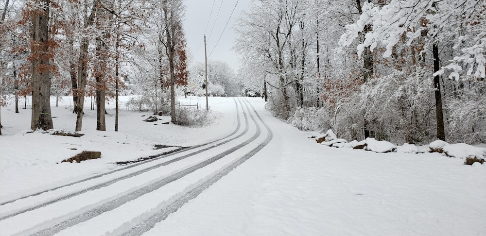 a snowy road with trees on either side of it