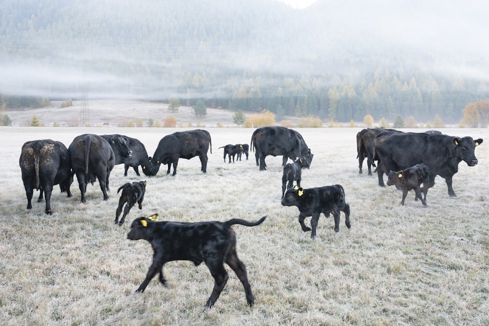 um grupo de vacas caminha por um campo