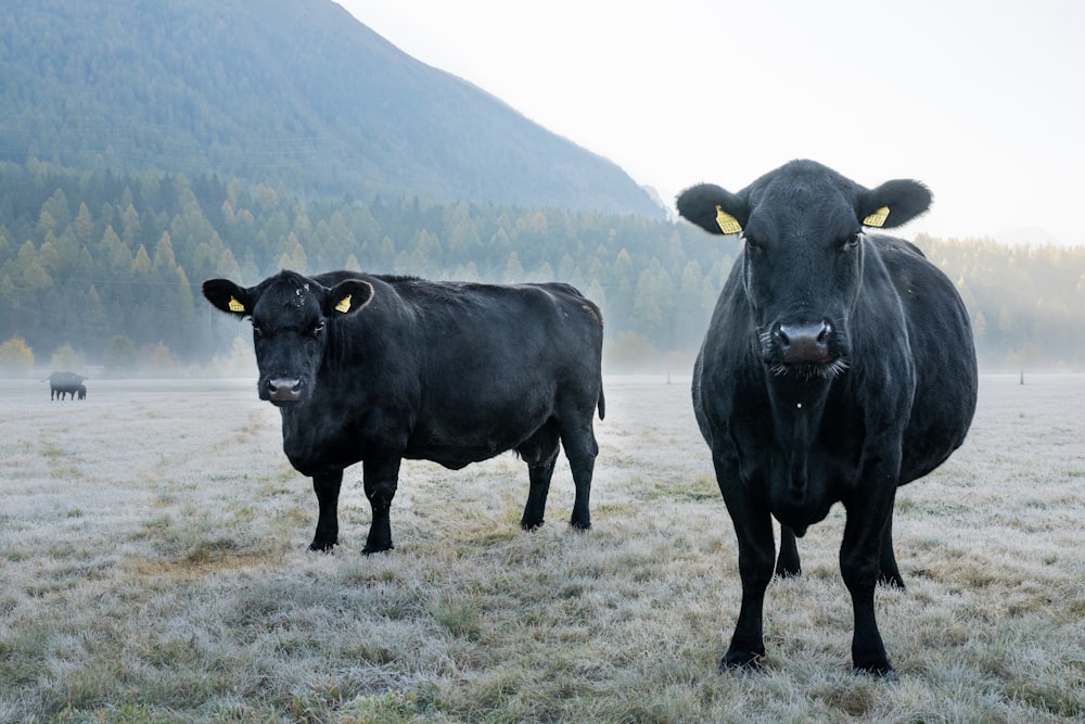 Eine Gruppe Kühe steht auf einem Feld