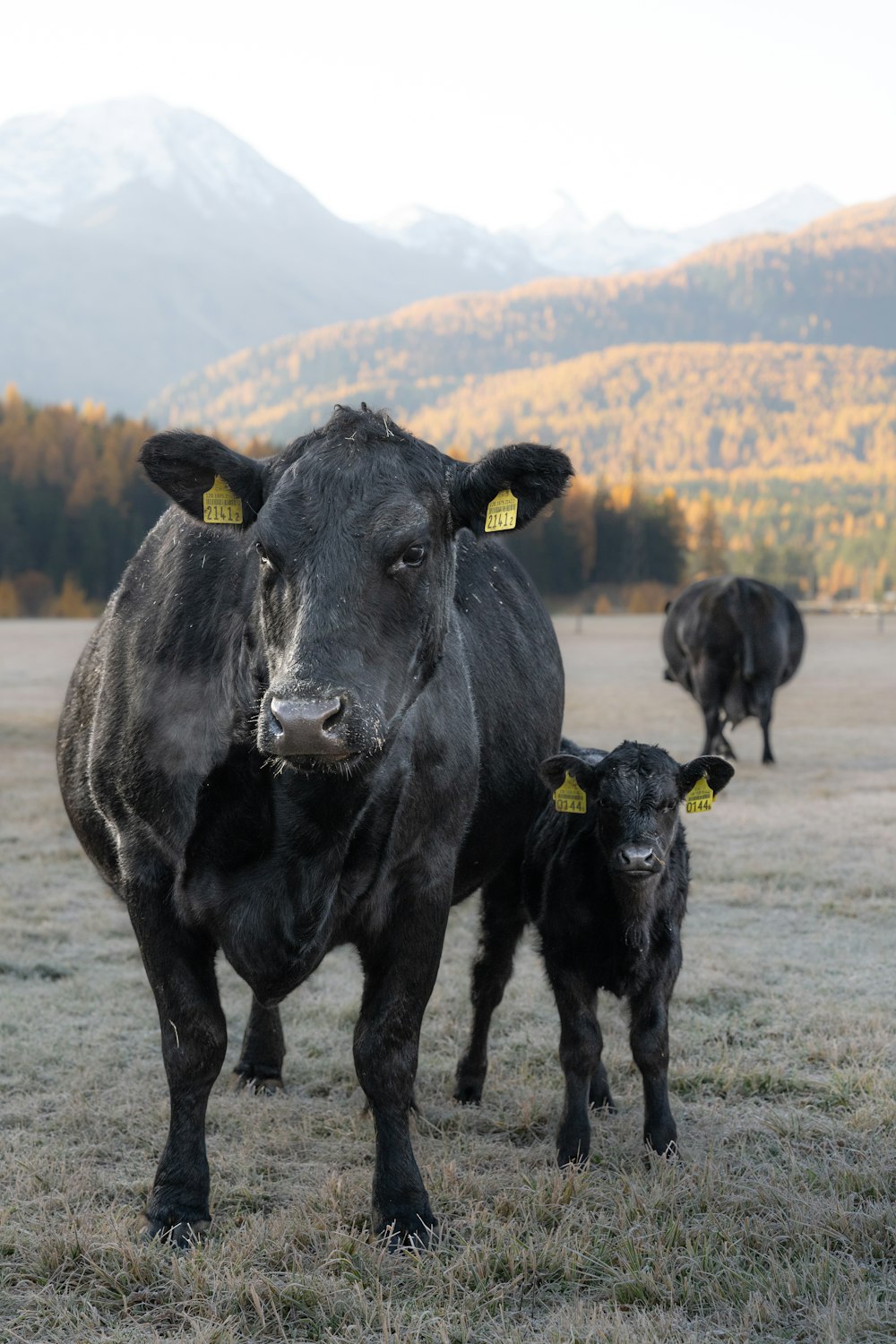 a group of cows stand in a field