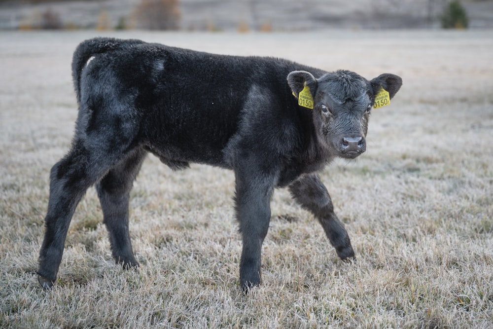 a black cow with yellow tags on its ears