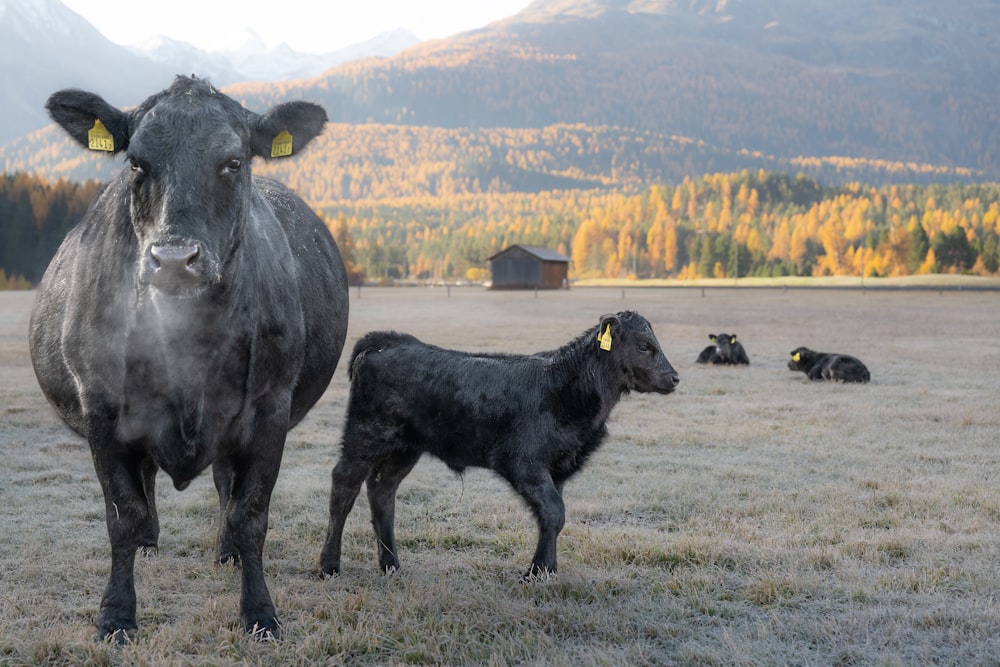 Eine Gruppe Kühe steht auf einem Feld