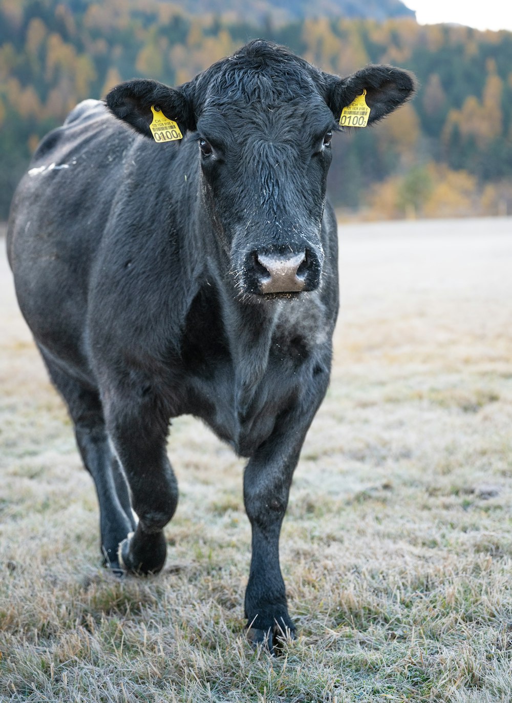 a cow with a yellow tag