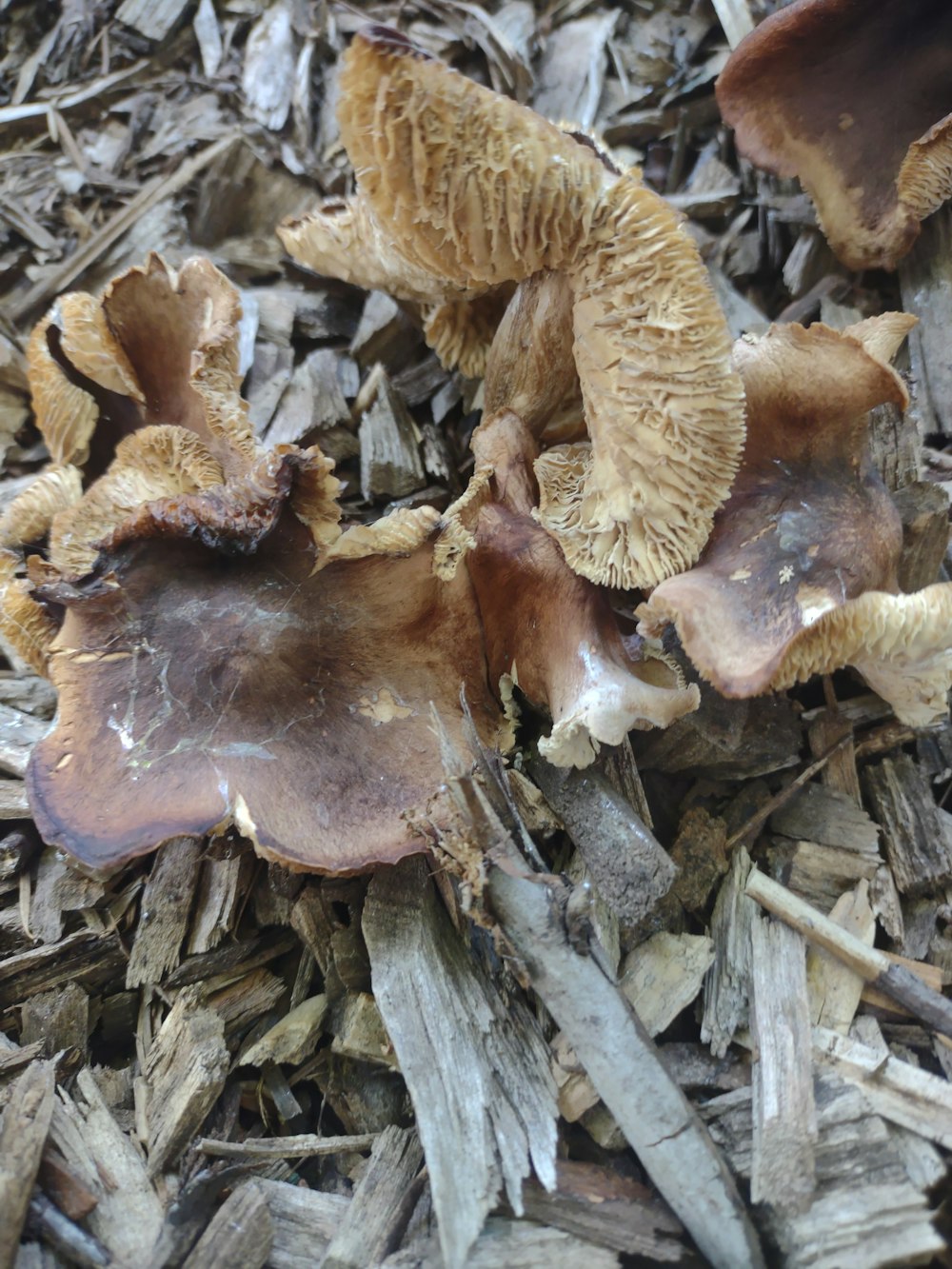 a group of mushrooms