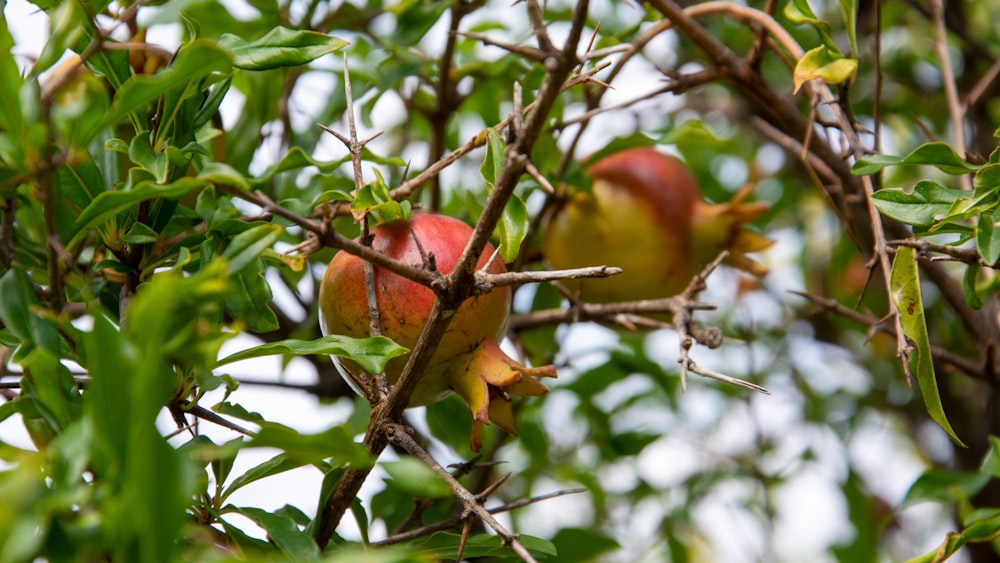 a close-up of some fruit