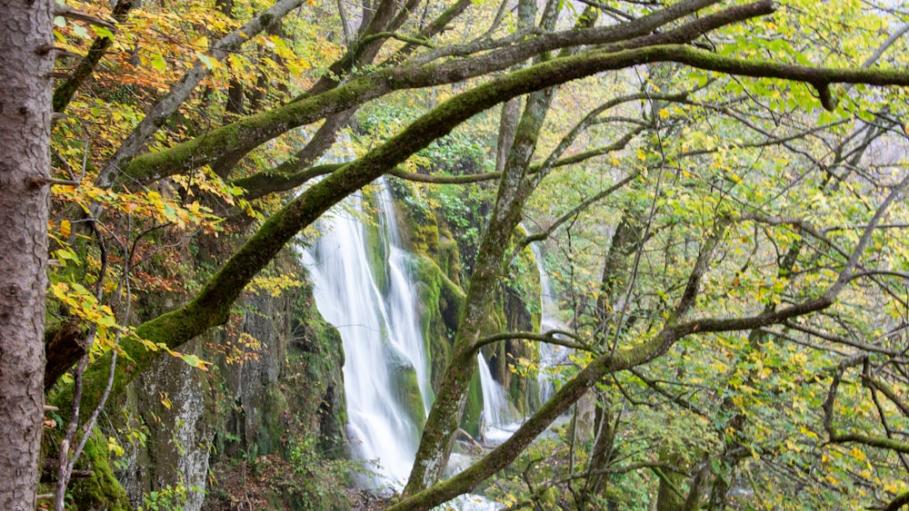 a waterfall in a forest