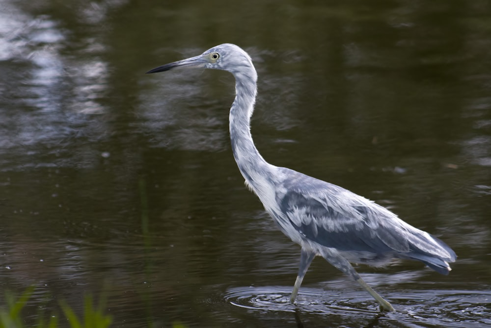 a bird standing in water