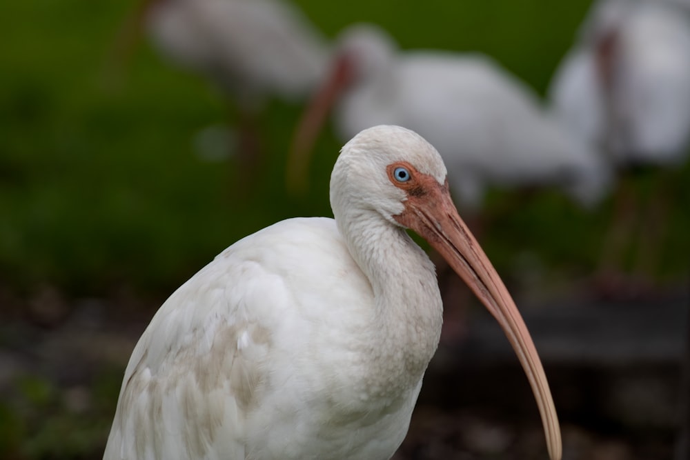 a white bird with a long beak