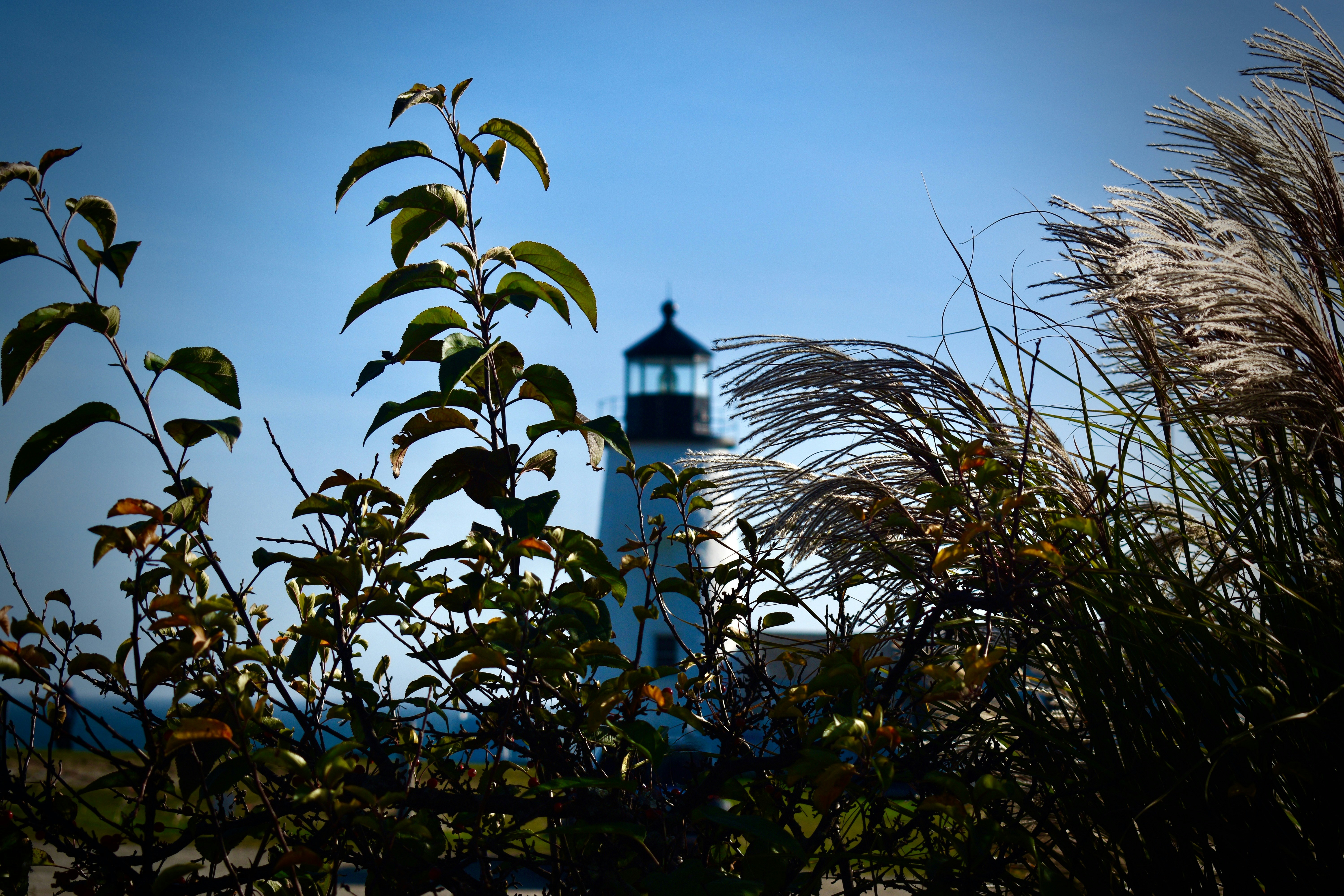 a building with a dome and trees