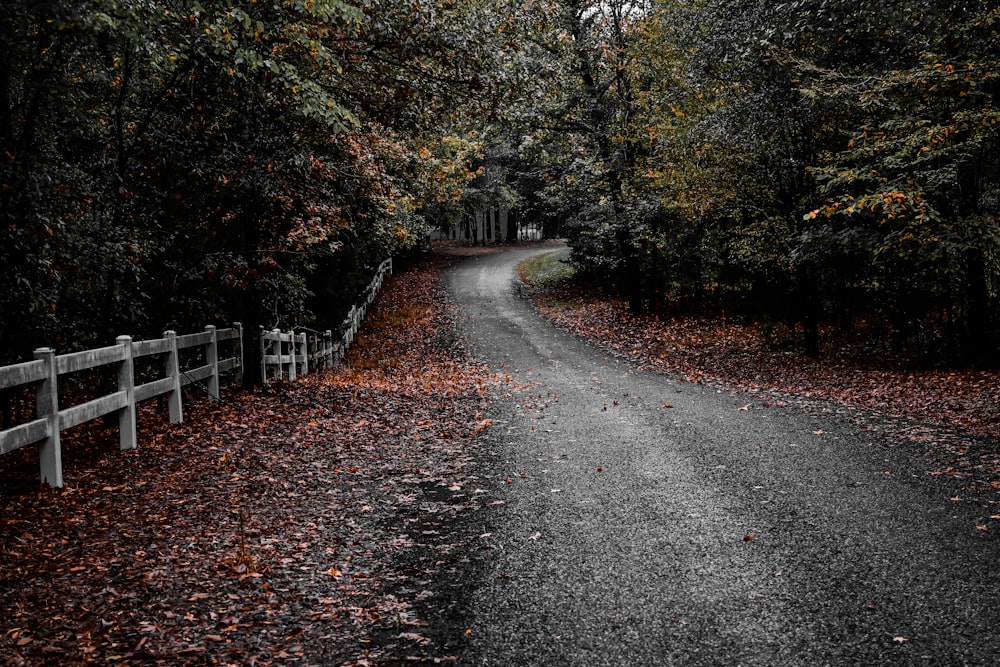 a road with trees on the side