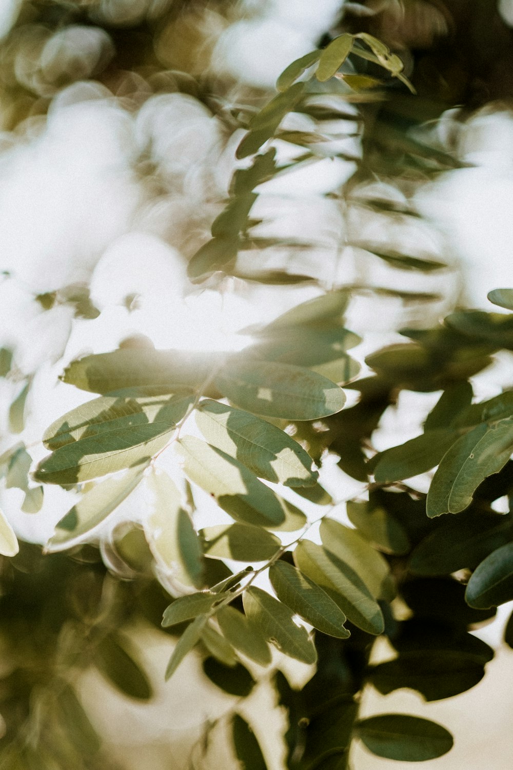 a close up of white flowers