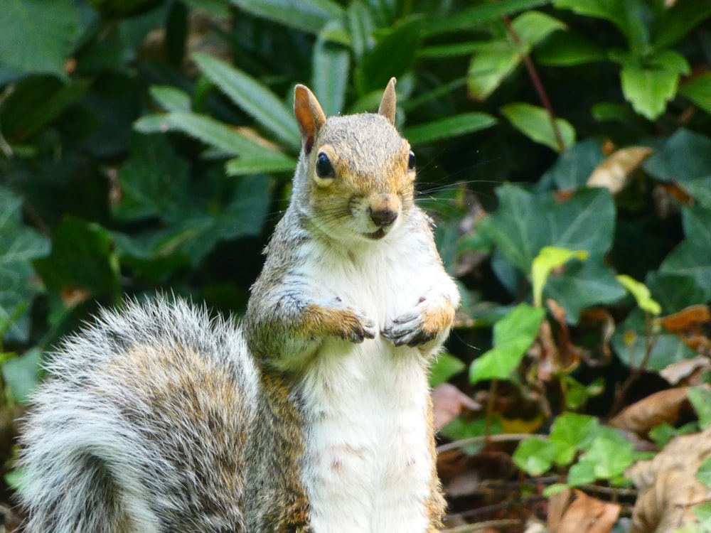 a squirrel eating a nut