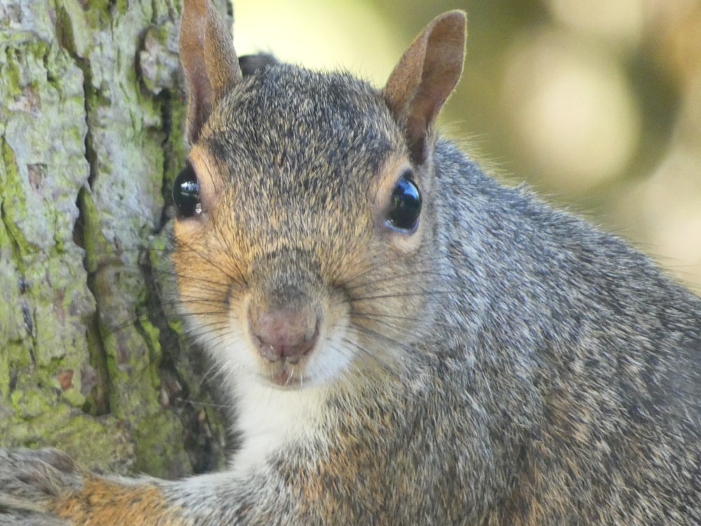 a close up of a squirrel