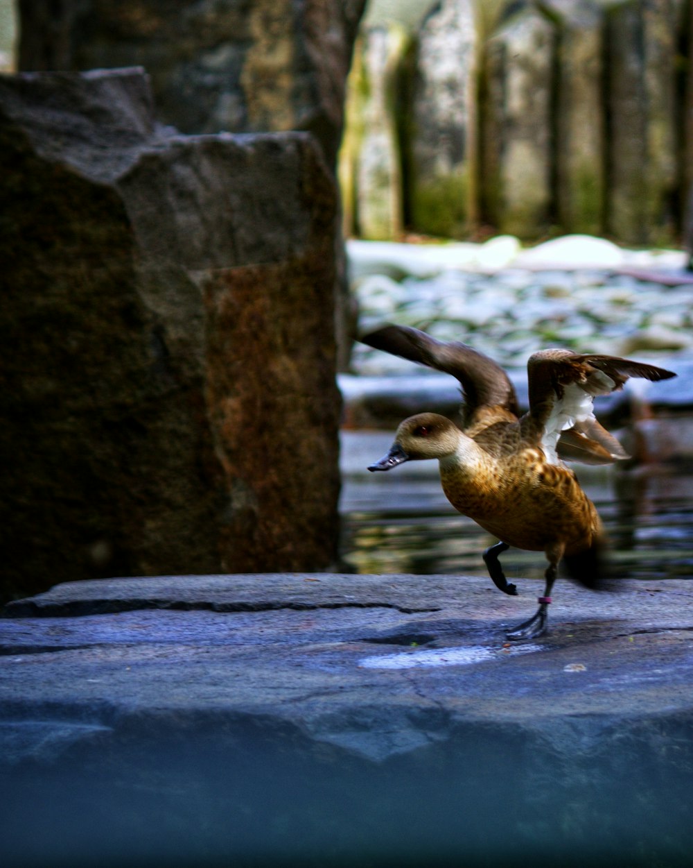 a duck walking on a rock