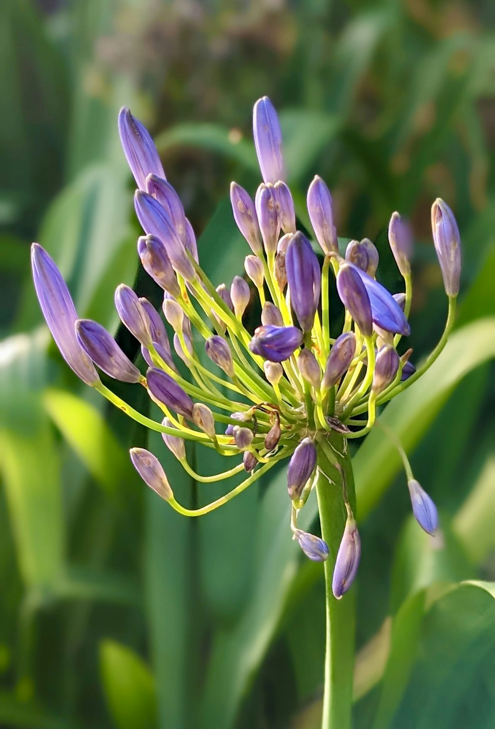 a close up of a purple flower