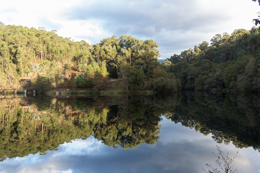 a body of water surrounded by trees