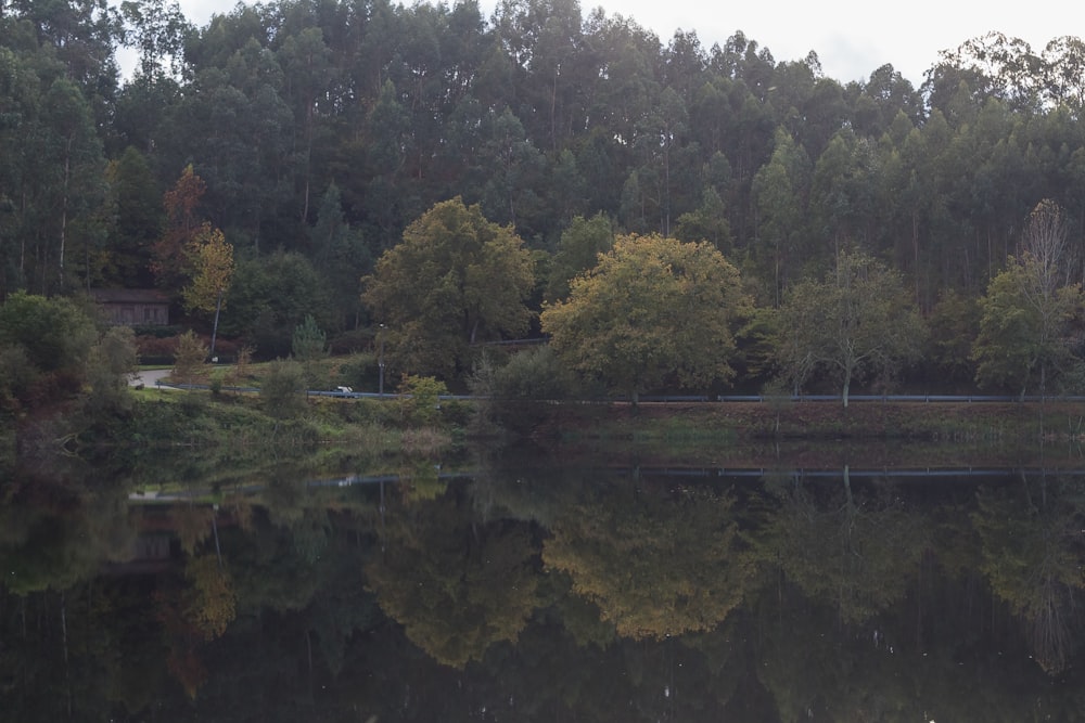 a body of water with trees around it