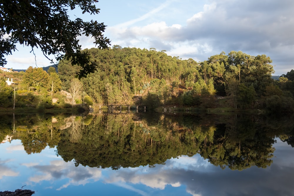 a body of water with trees around it