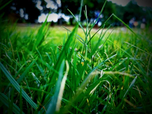 close-up of grass in a field