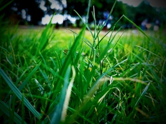 close-up of grass in a field
