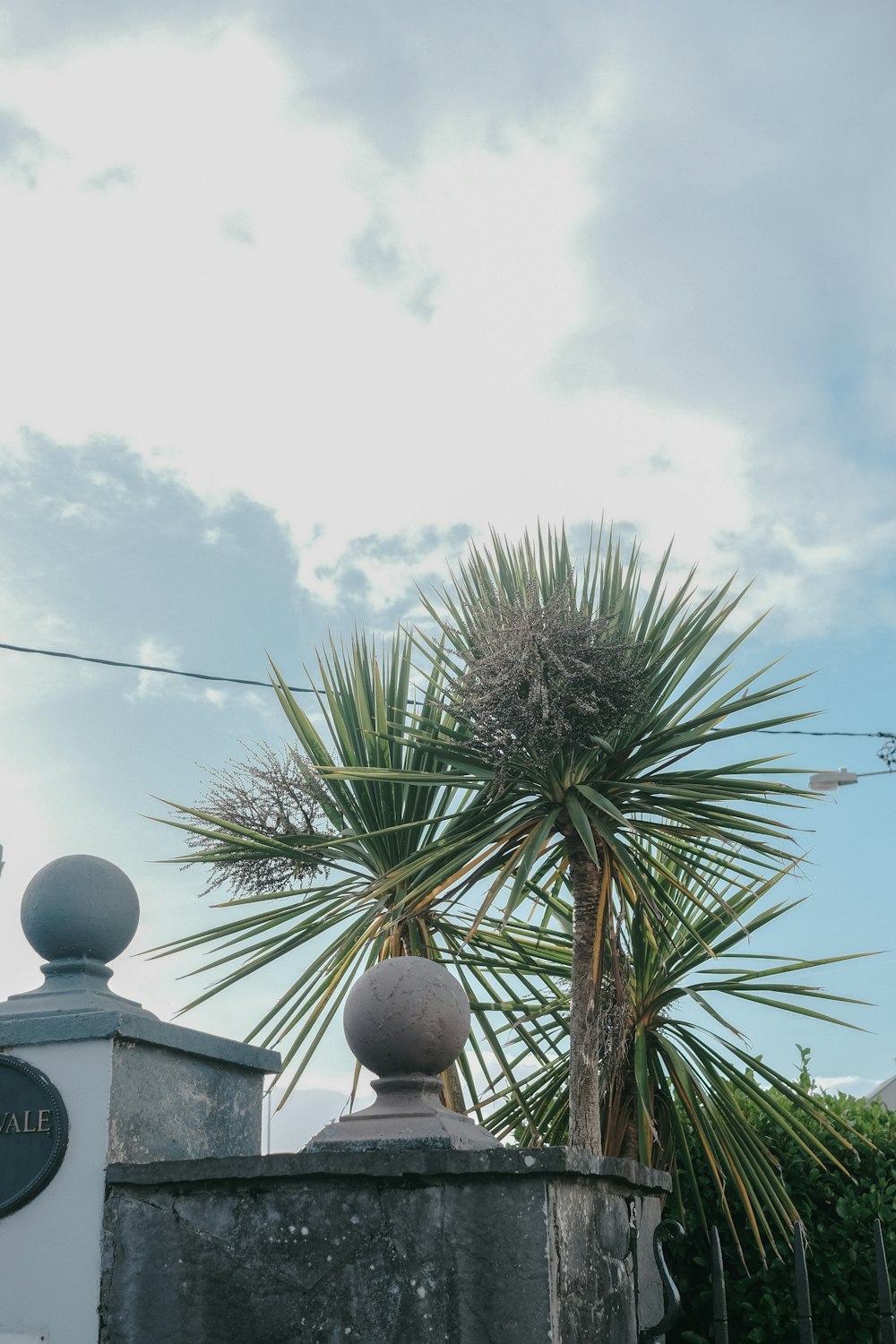 a palm tree in front of a building