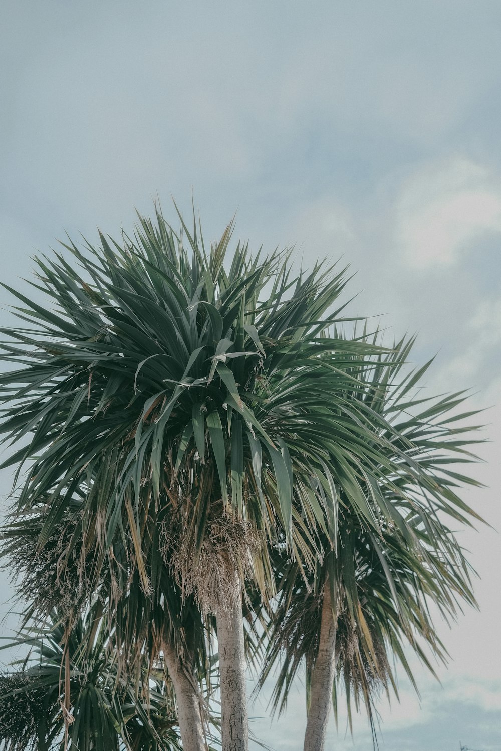 a group of palm trees