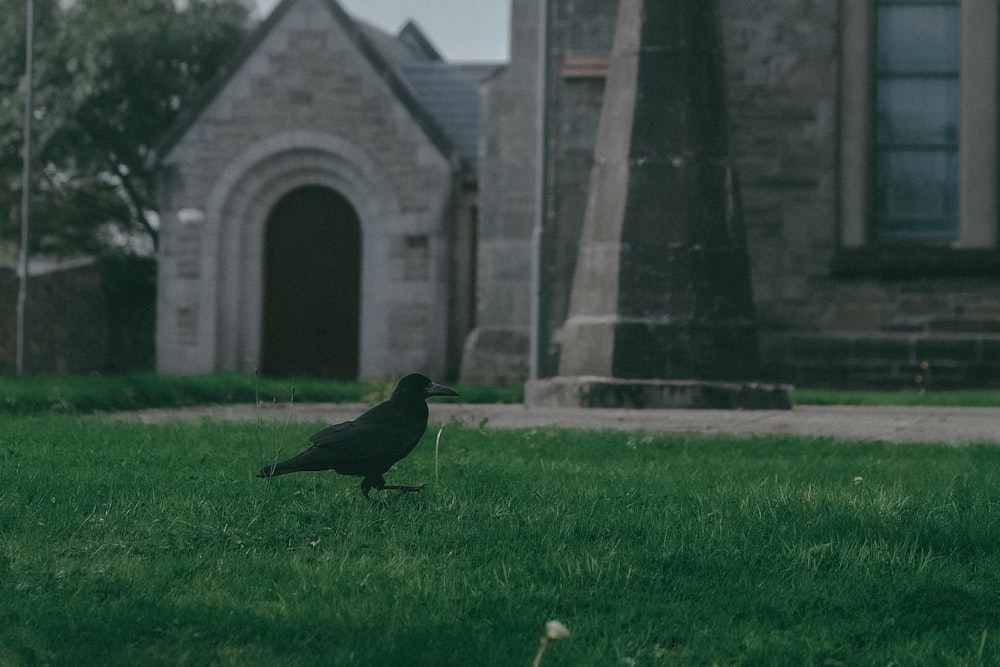 a bird walking on grass