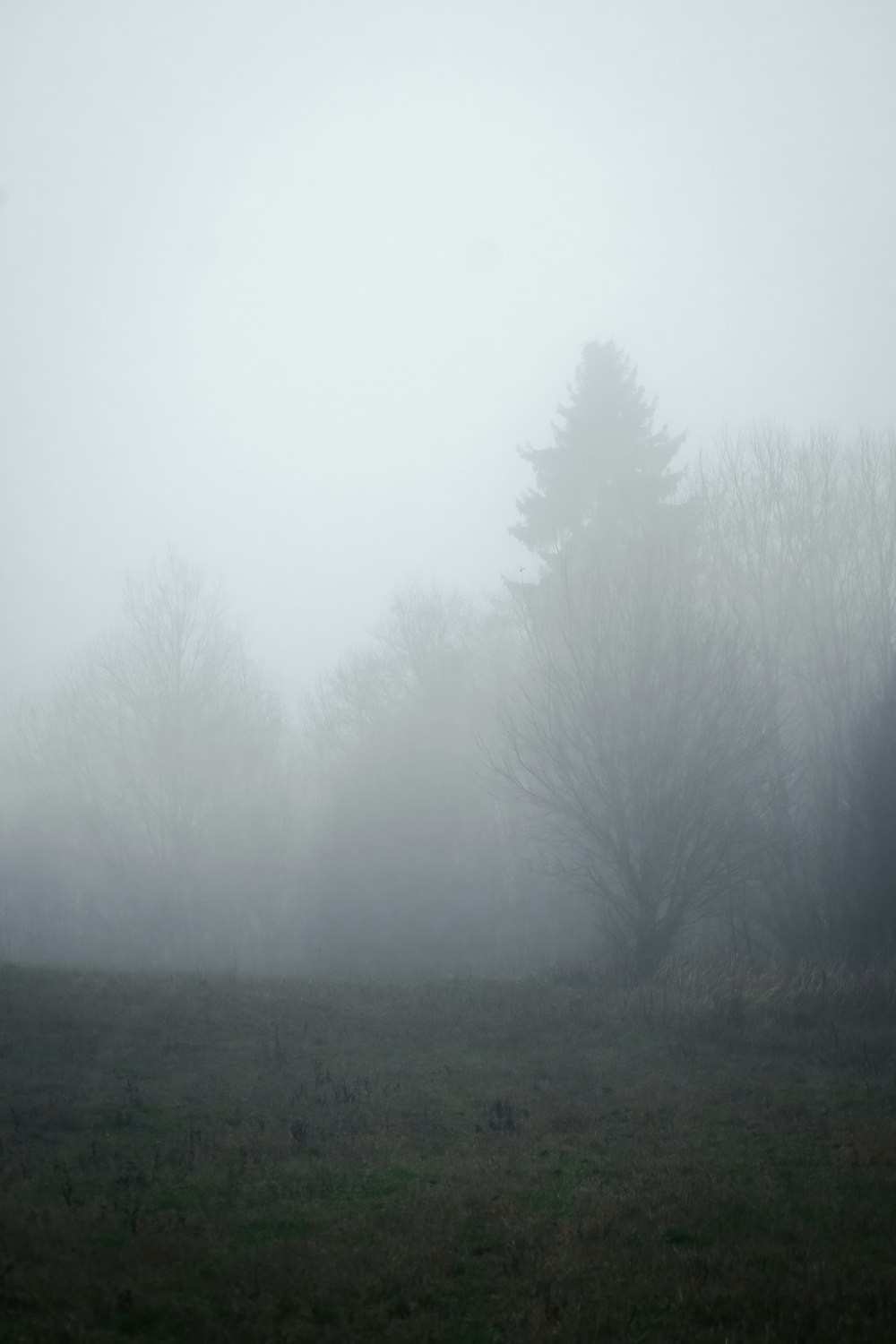 a foggy field with trees