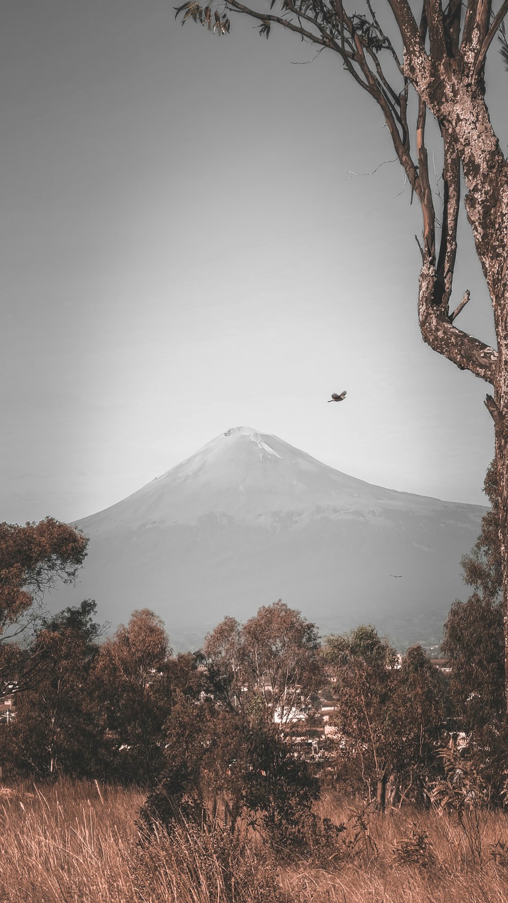 a bird flying over a mountain