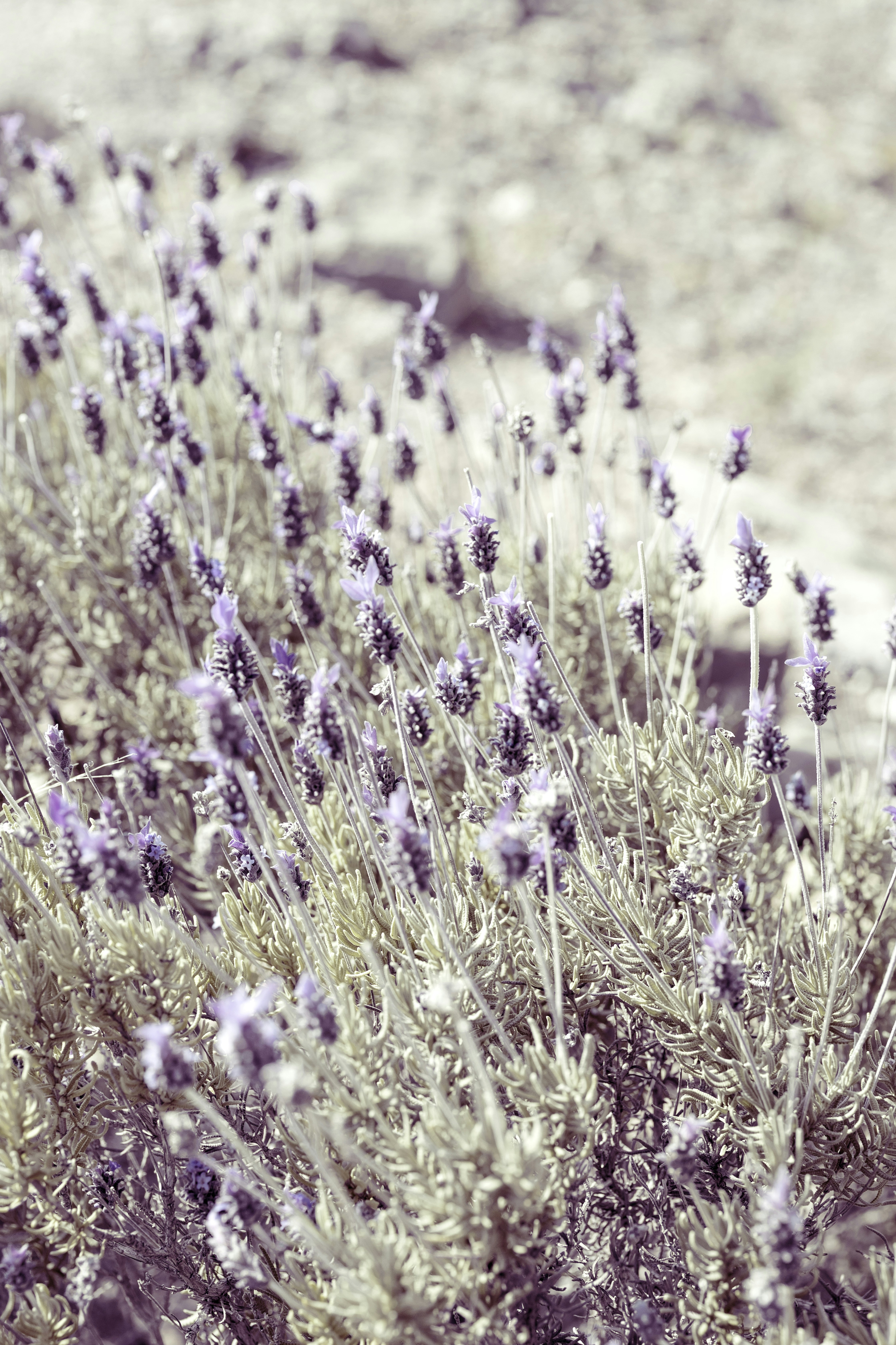 un campo di fiori viola