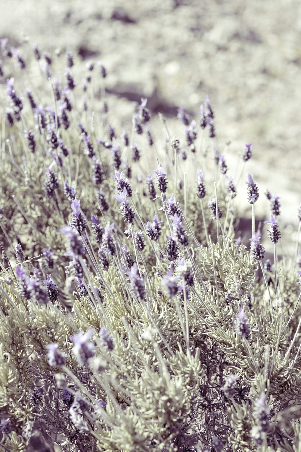 a field of purple flowers