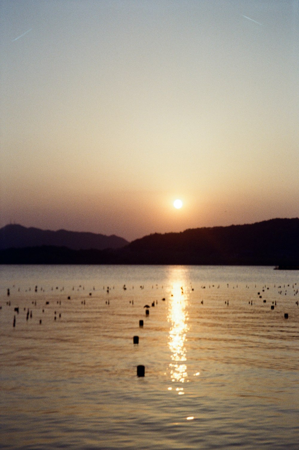 a group of birds in the water