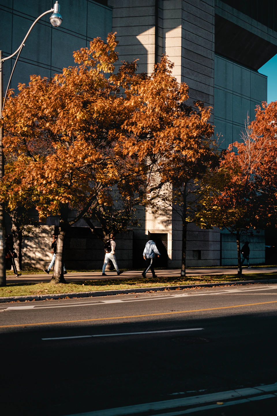 Three people walk on sidewalk, each carrying backpack, in autumnal street scene with trees