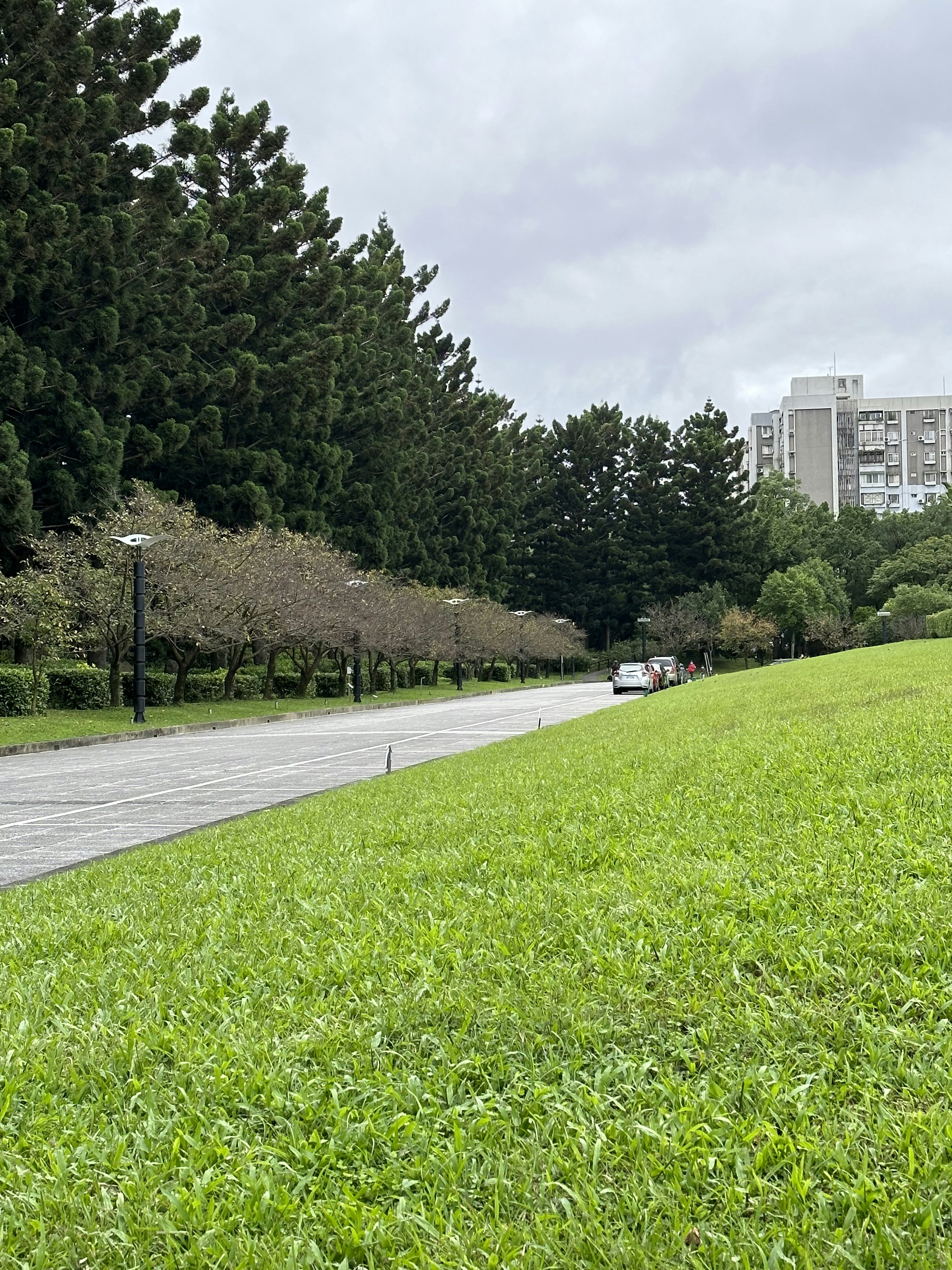 eine Straße mit Gras und Bäumen an der Seite