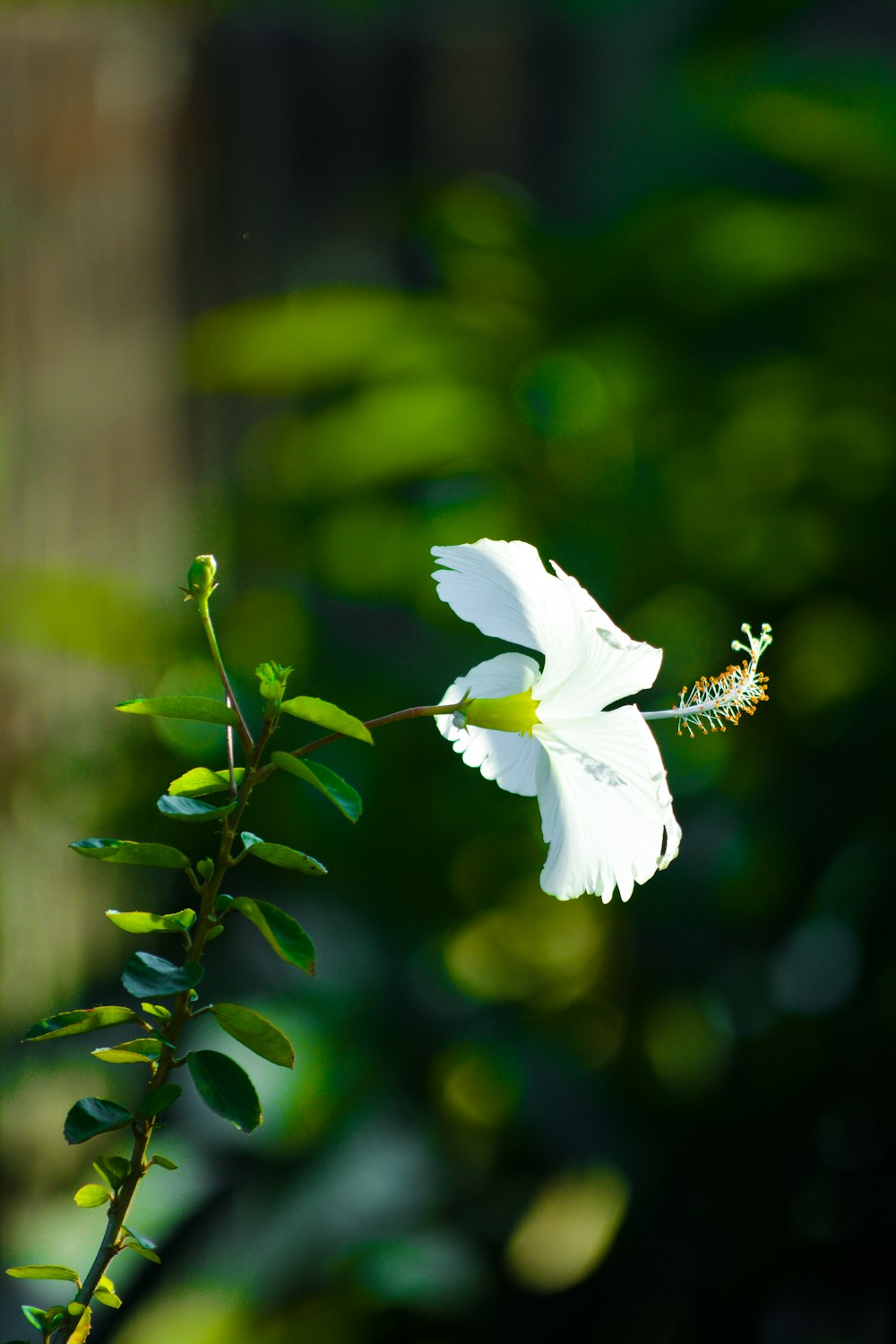 a bee on a flower