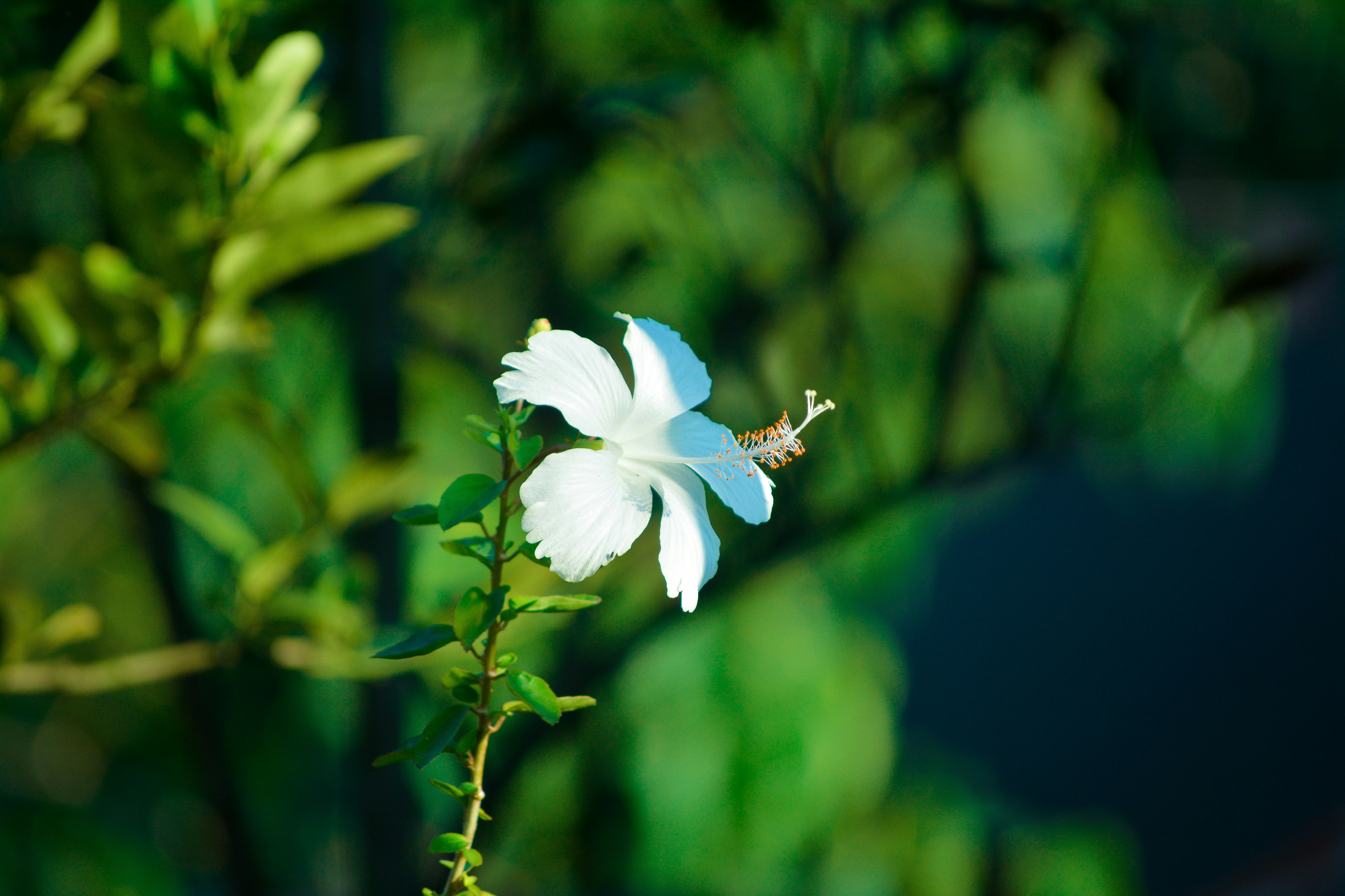 Photo by bimoldas
