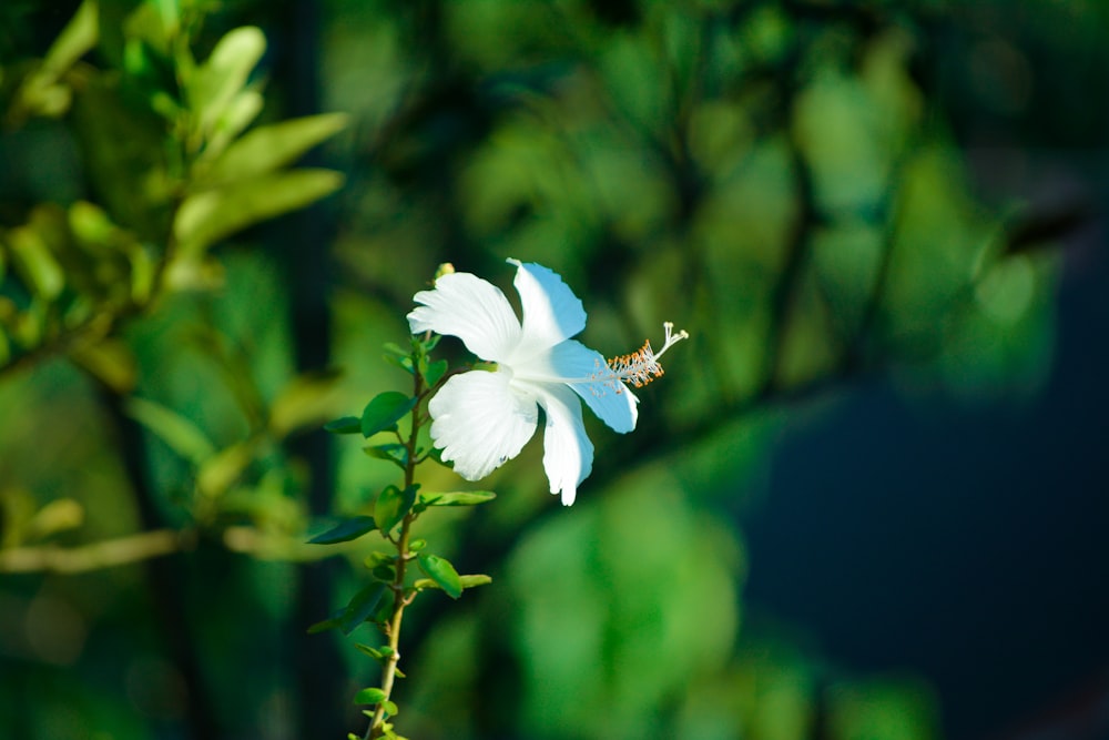 a bee on a flower